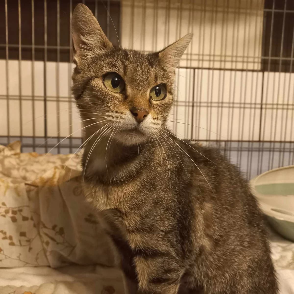 Dorombka, female Mixed Breed for adoption at Ebremény