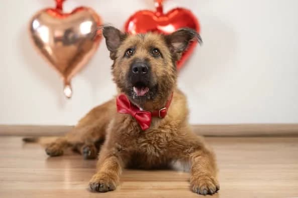 Suzy, female senior Mixed Breed for adoption at Ebremény