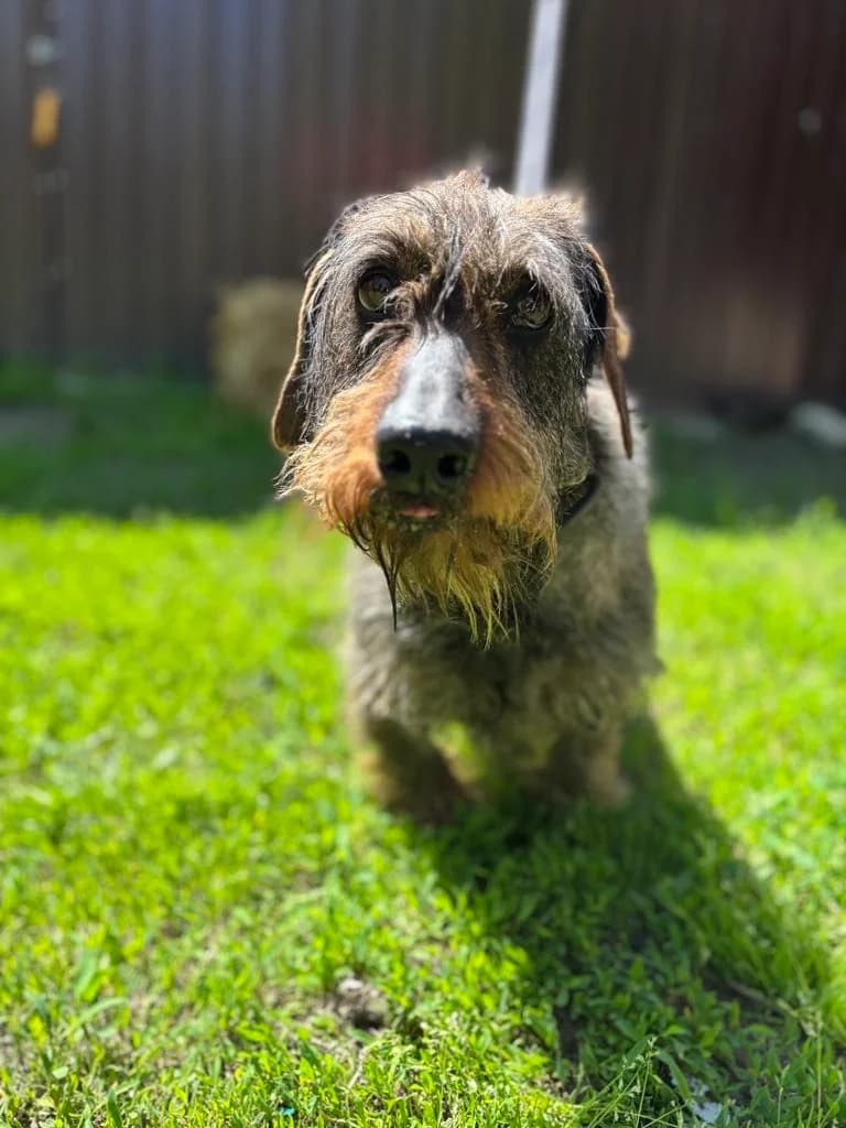 Tökmag, male Mixed Breed for adoption at Ebremény