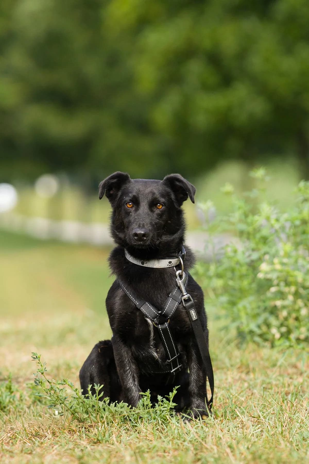 Onyx, male Mixed Breed for adoption at Ebremény