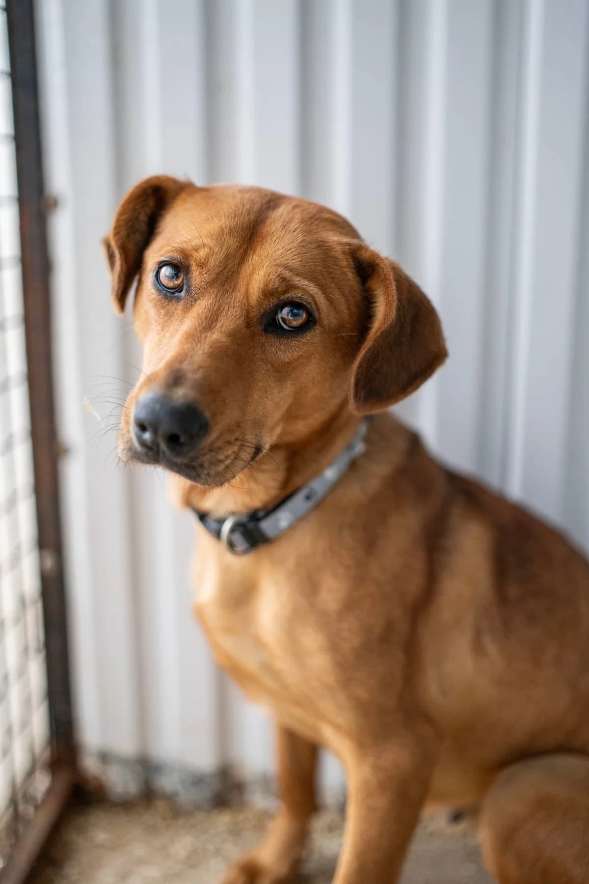 Mara, female 4yo Mixed Breed for adoption at Ebremény