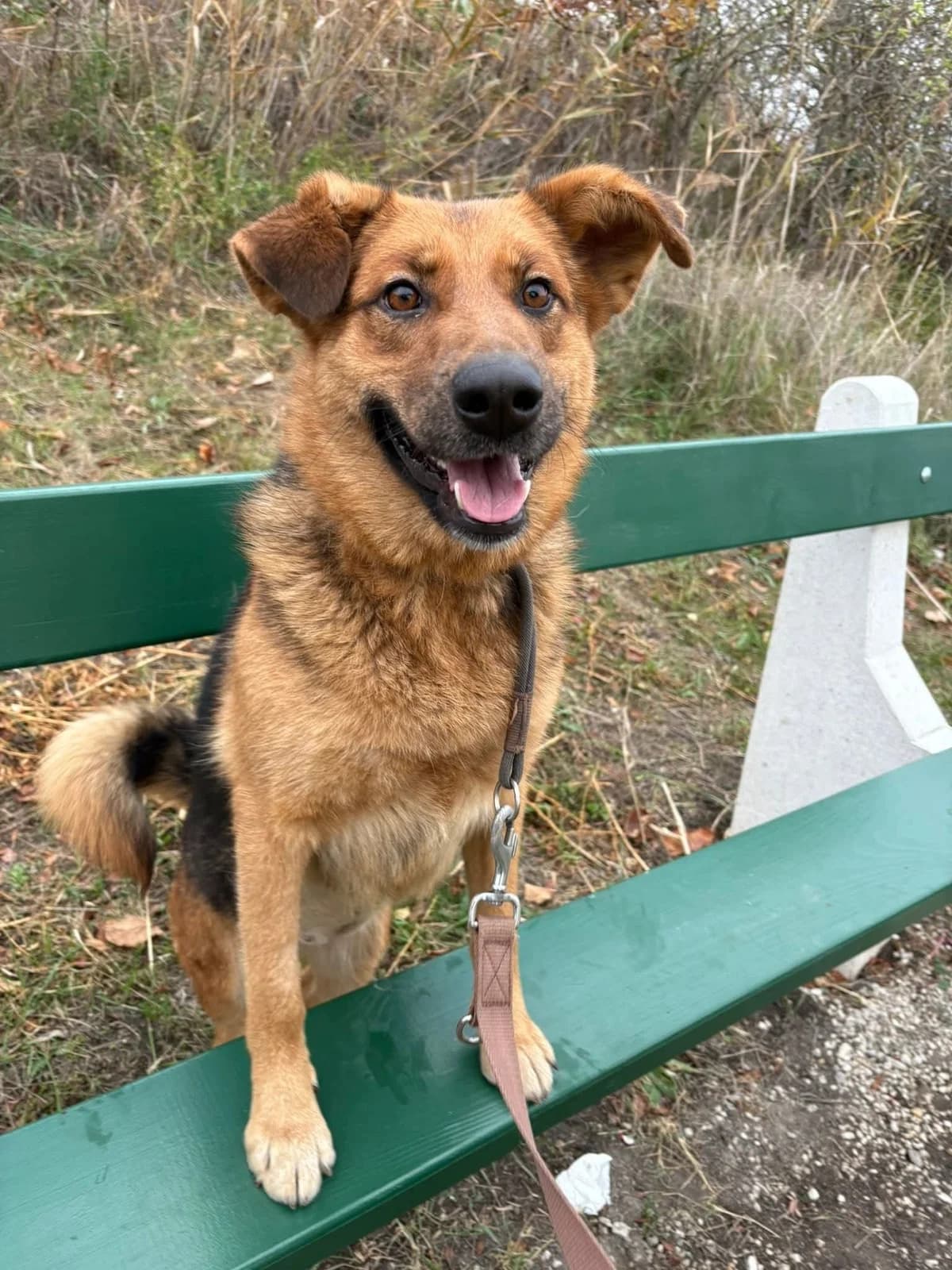 Tina, female Mixed Breed for adoption at Ebremény