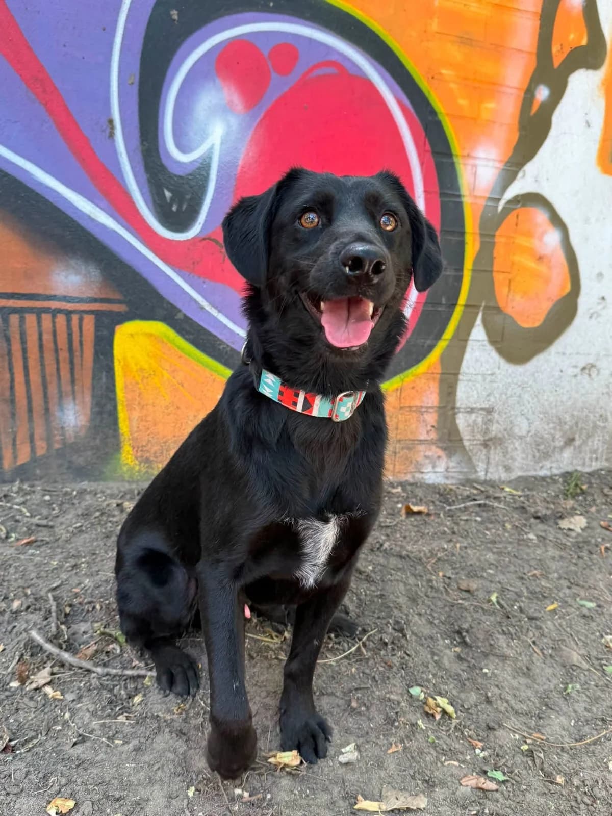 Misi, male Mixed Breed for adoption at Ebremény