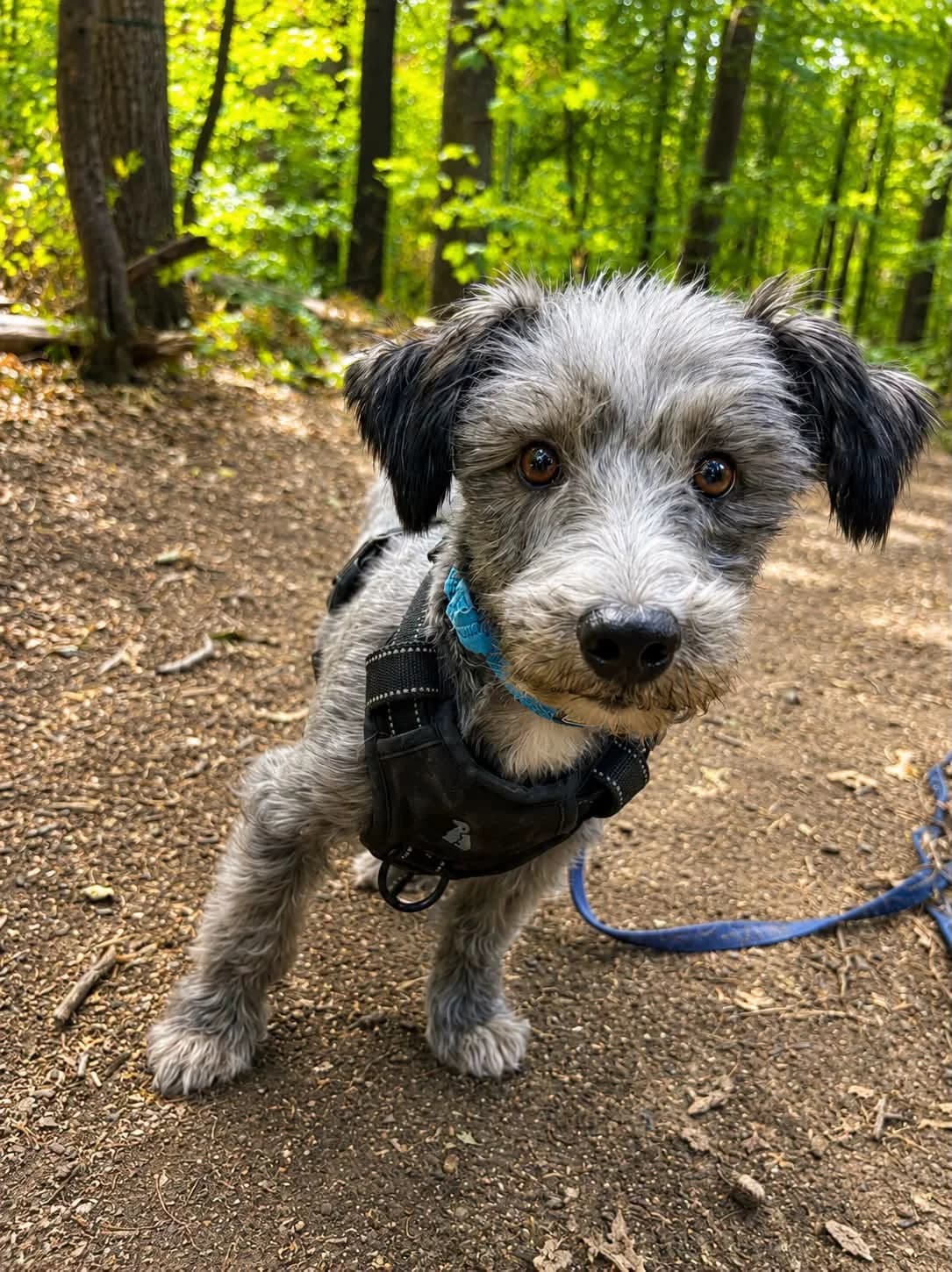 Jeromos, male Mixed Breed for adoption at Ebremény
