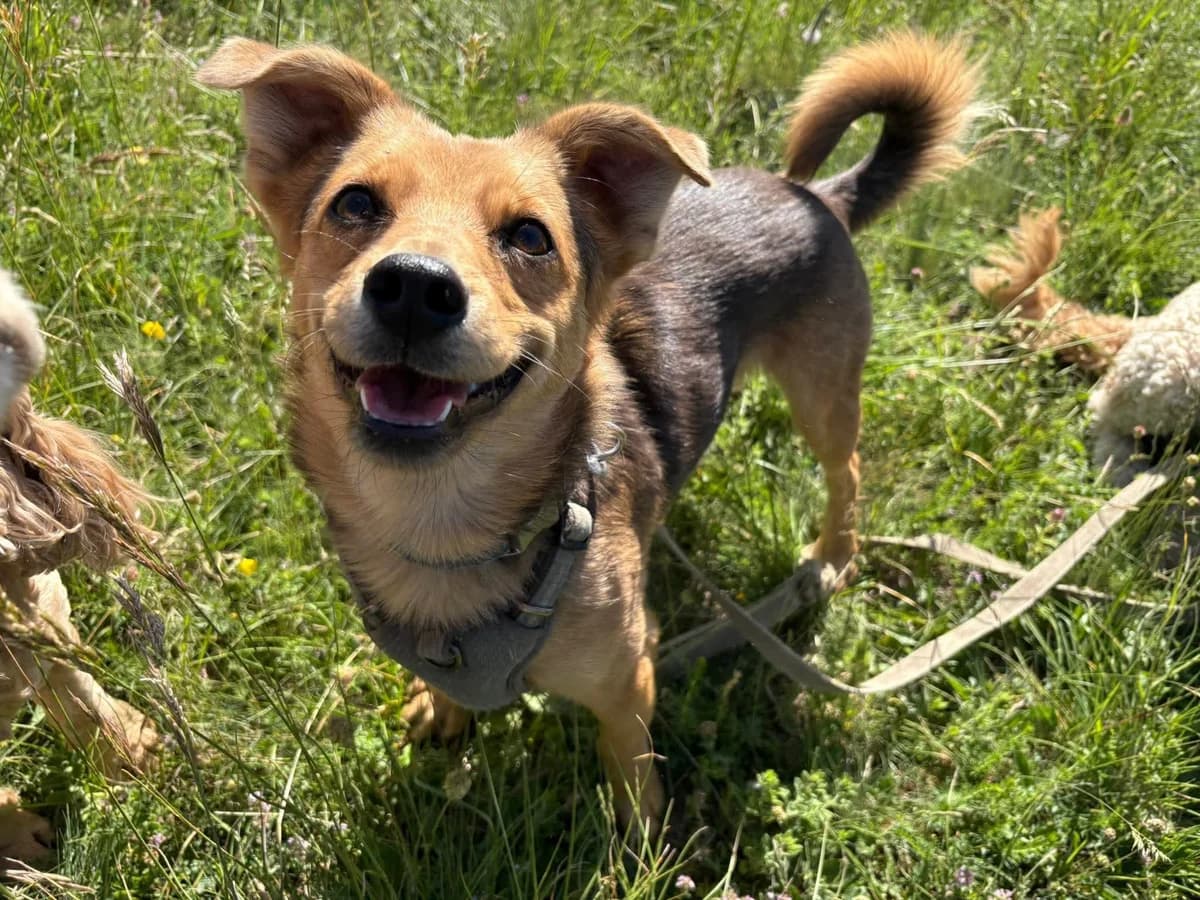 Tibi, male young Mixed Breed for adoption at Ebremény