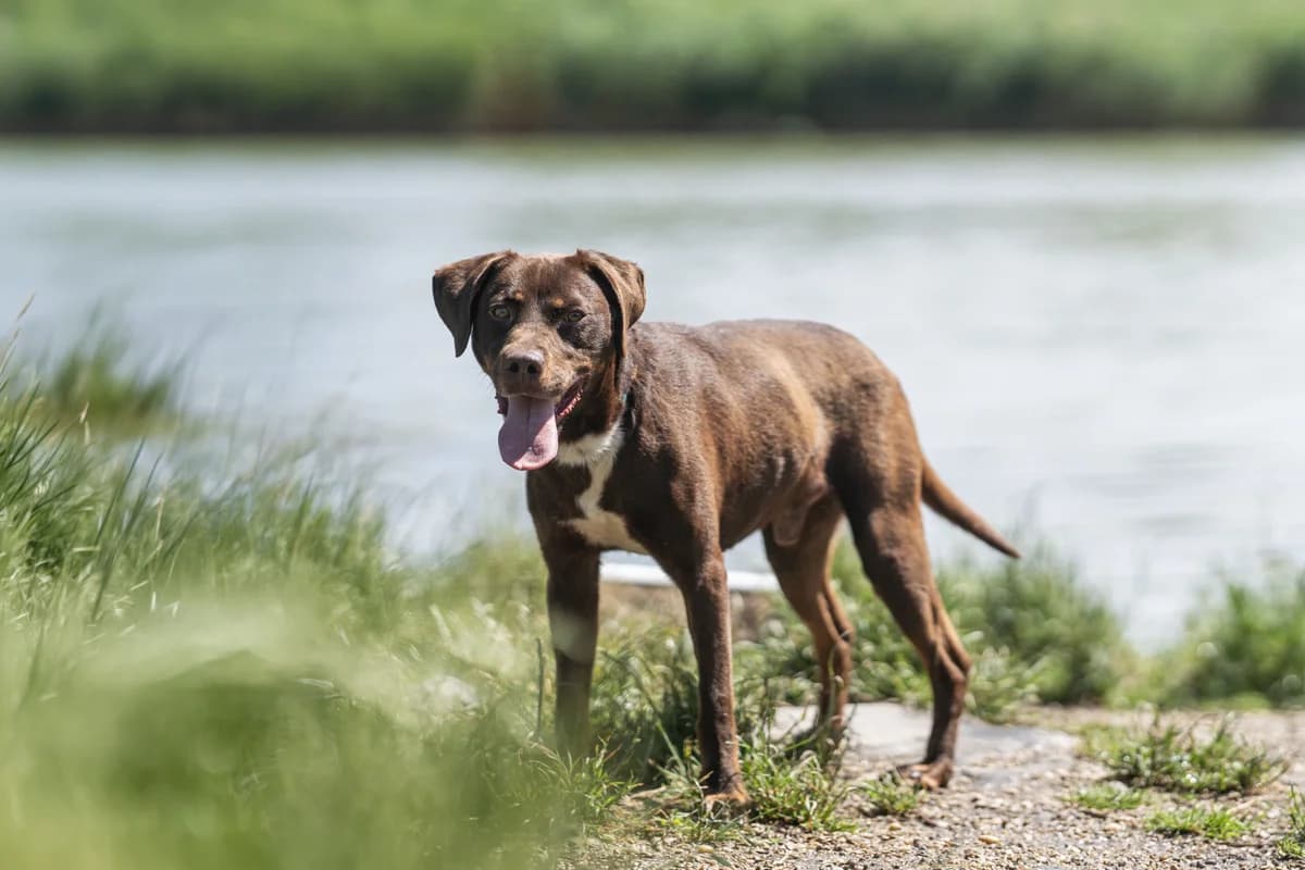 Herold, male Mixed Breed for adoption at Ebremény