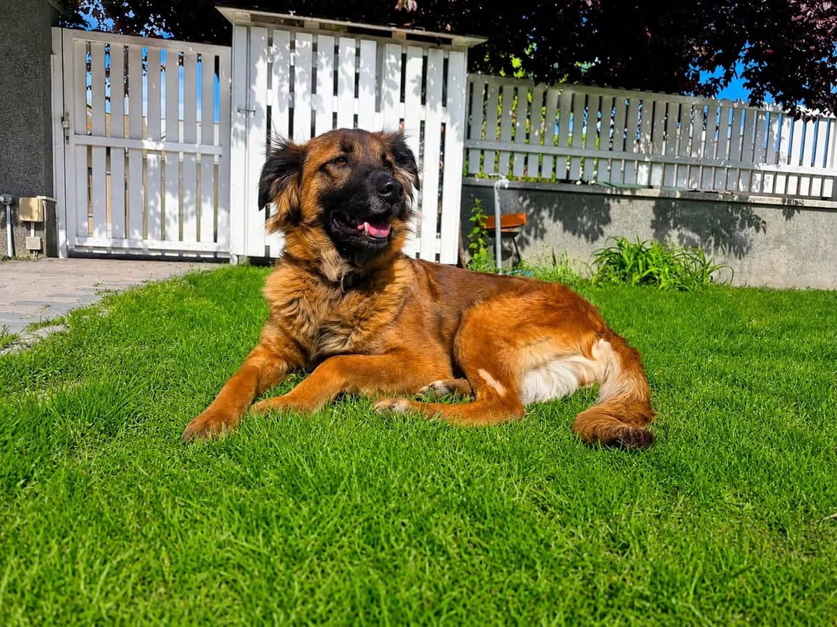 Siri, female young Mixed Breed for adoption at Ebremény