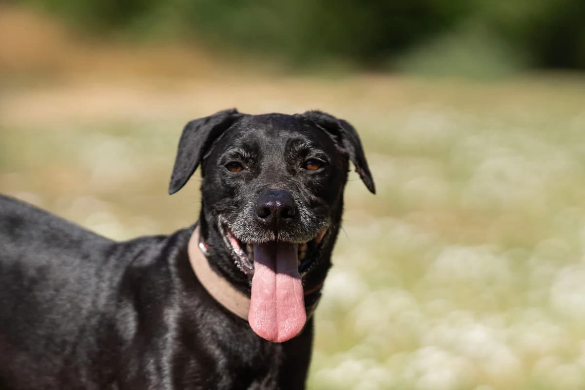 Csucsor, male Mixed Breed for adoption at Ebremény