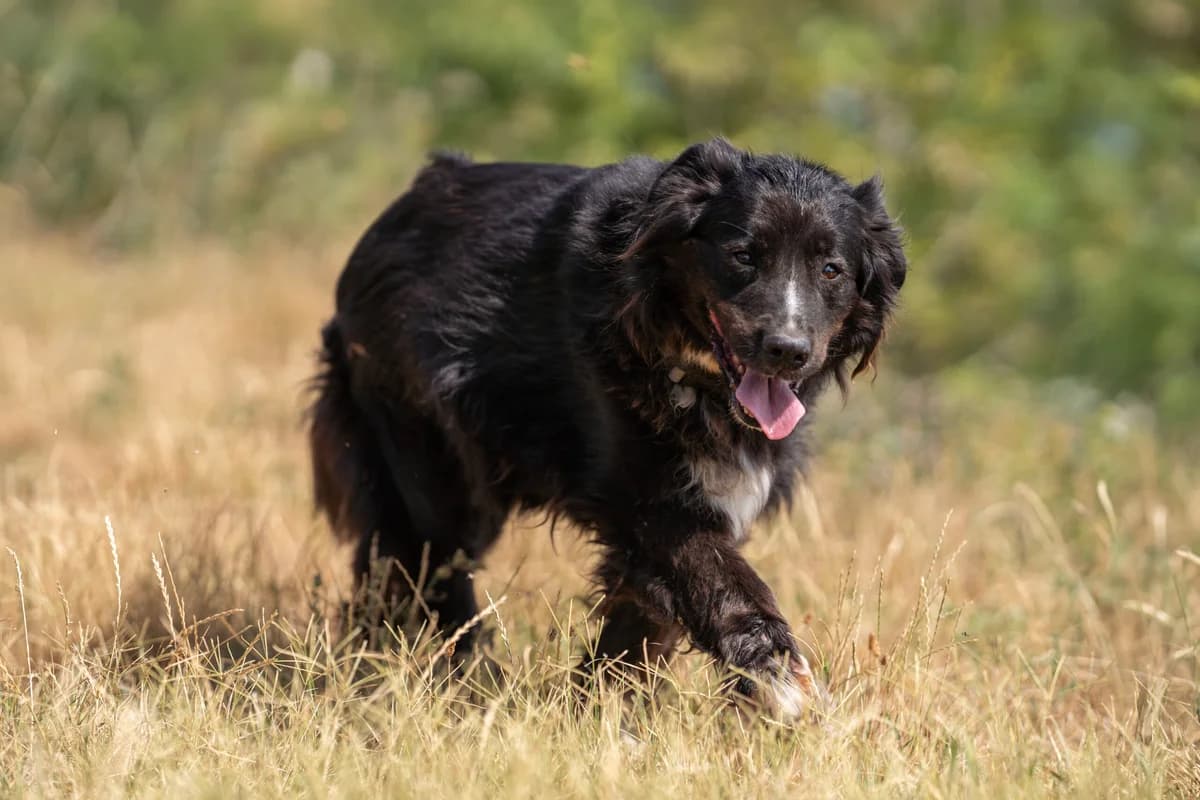 Topi, female senior Mixed Breed for adoption at Ebremény