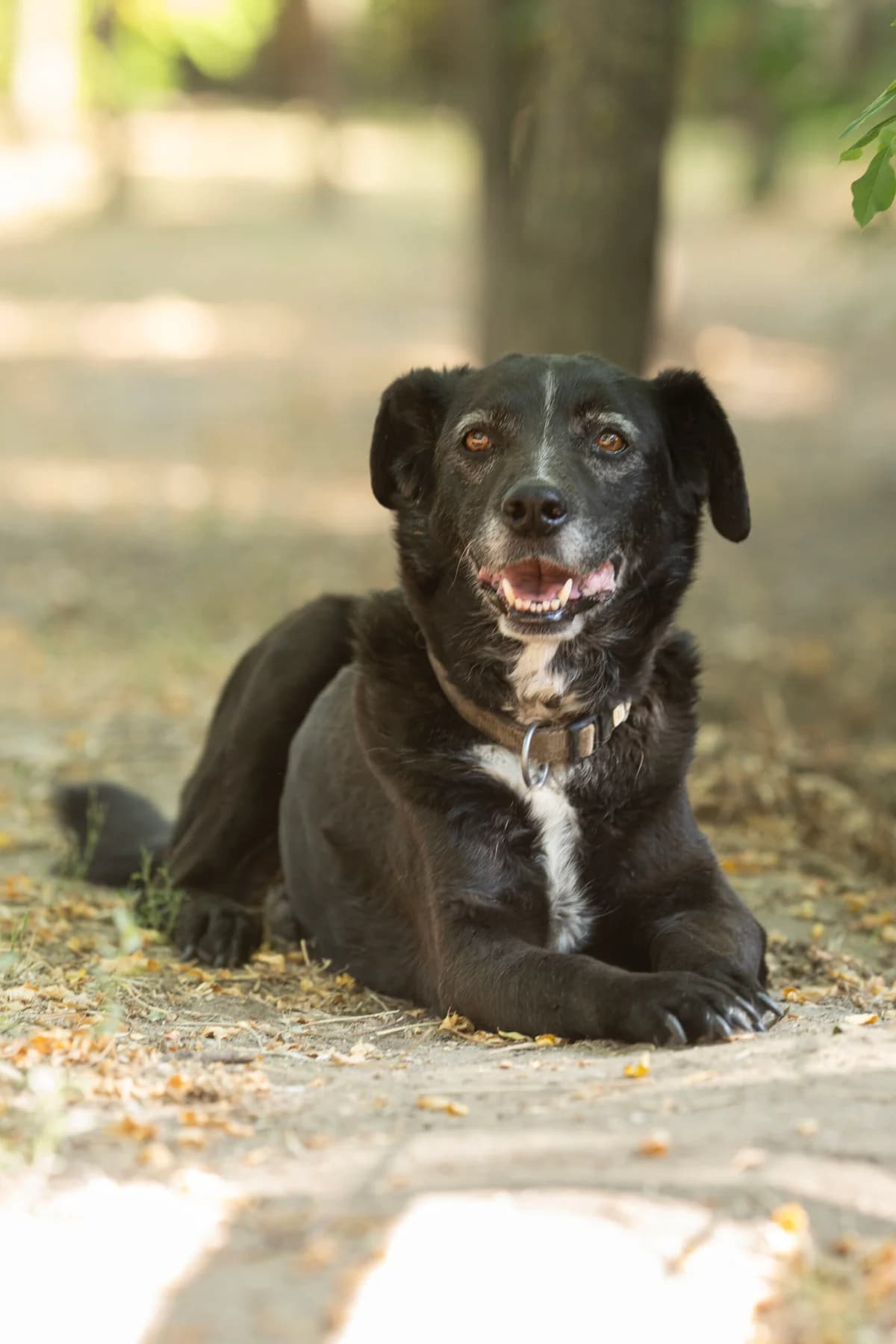 Csibész, female senior Mixed Breed for adoption at Ebremény