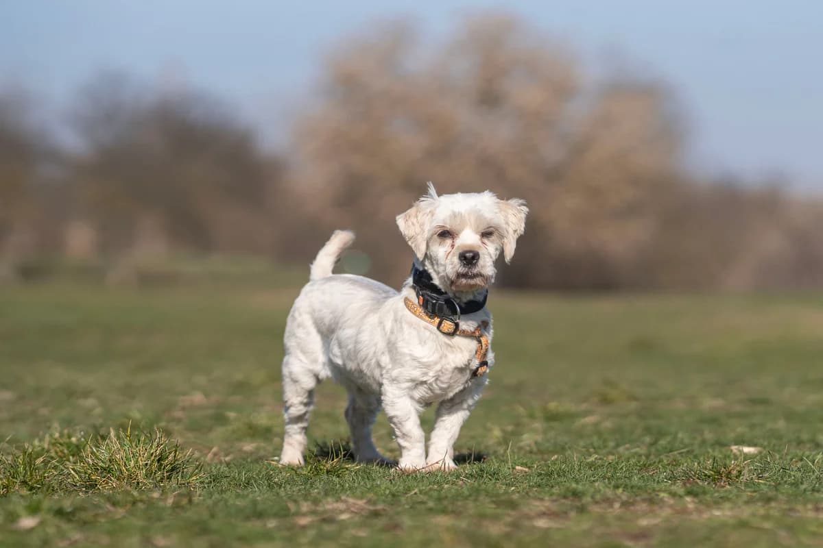 Frottír, male Mixed Breed for adoption at Ebremény