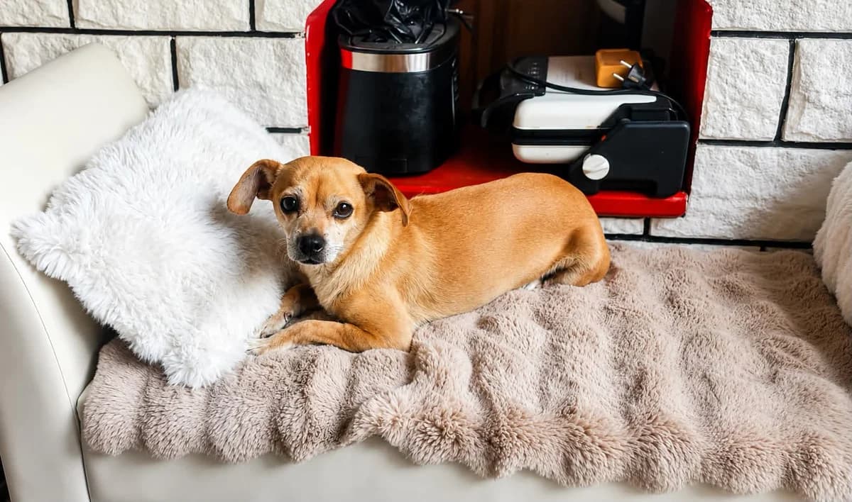 Molly, female Mixed Breed for adoption at Ebremény