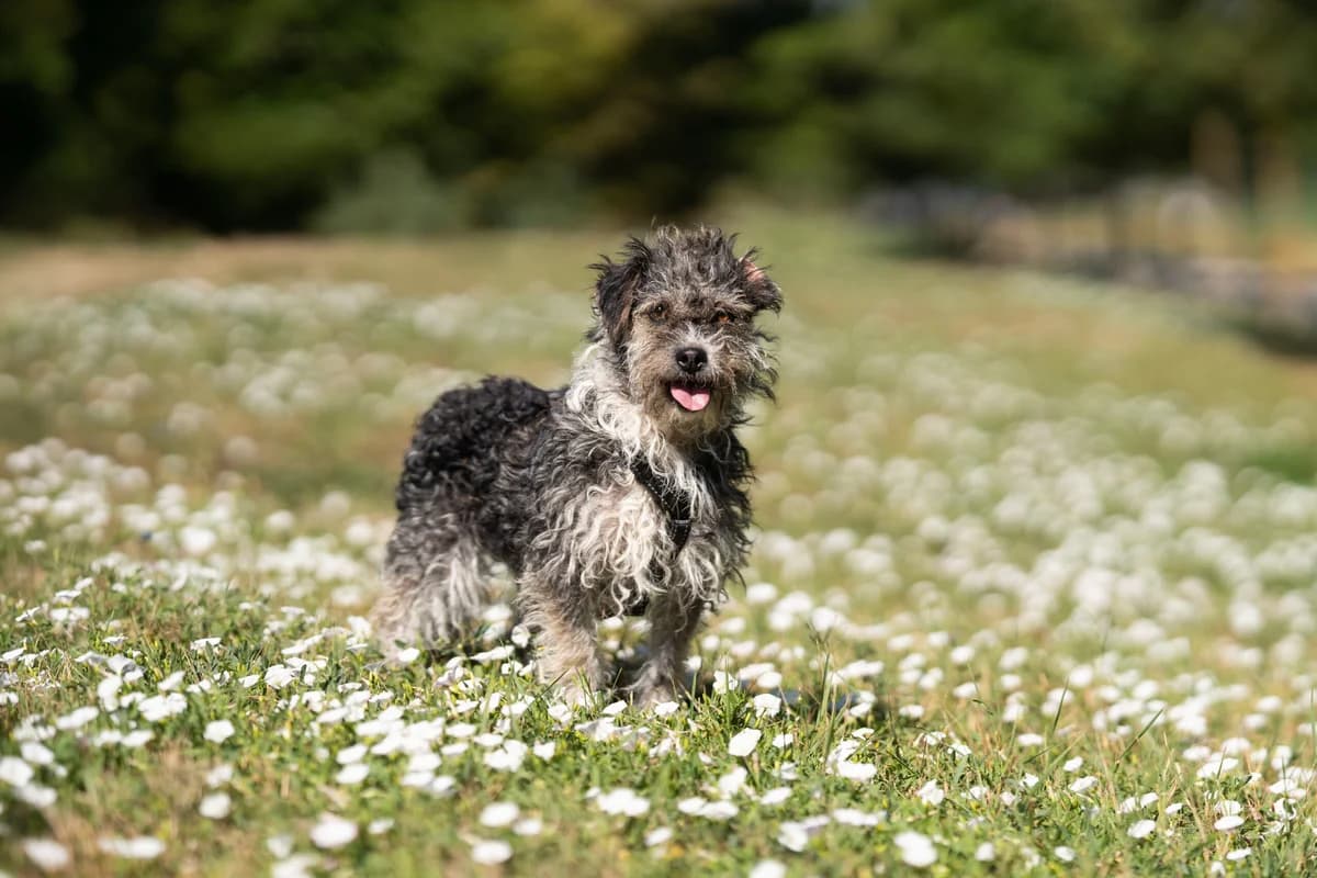 Shake, female Mixed Breed for adoption at Ebremény
