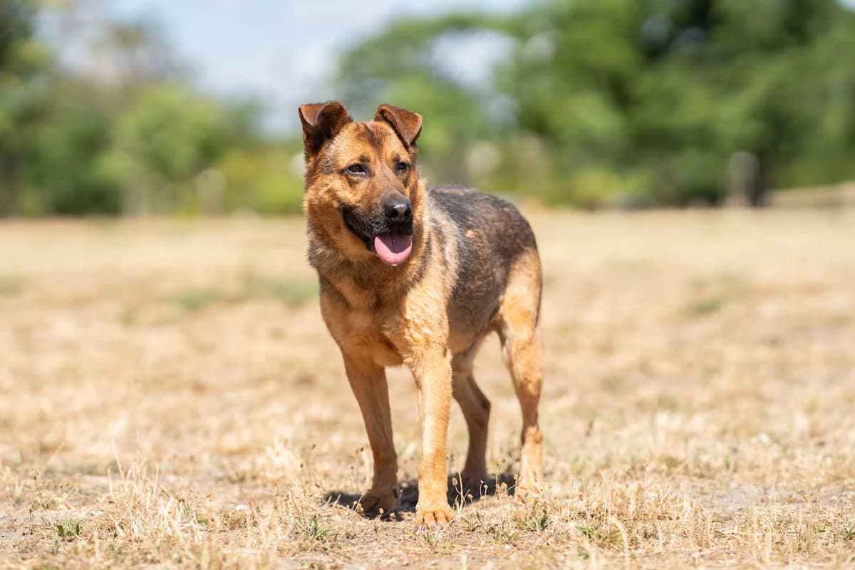 Józsi, male 6yo Mixed Breed for adoption at Ebremény