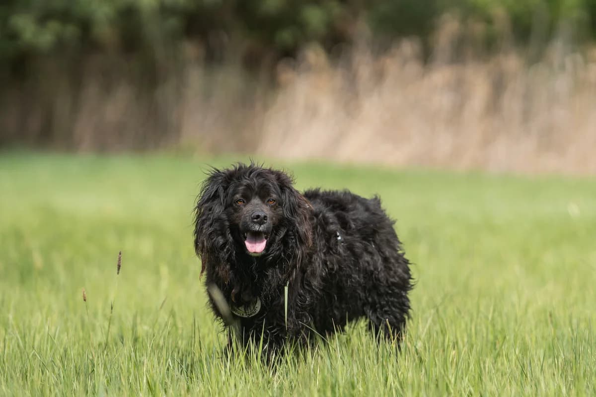 Buba, female puppy Mixed Breed for adoption at Ebremény