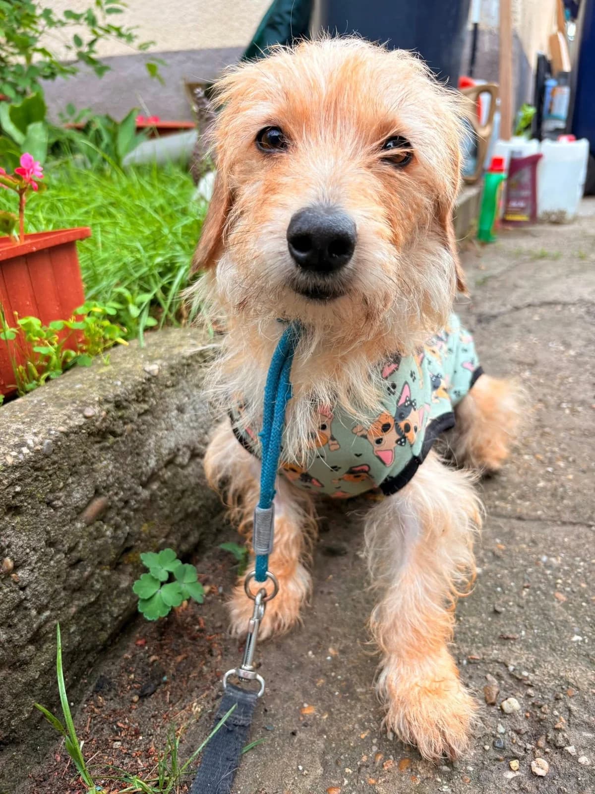 Doris, female Mixed Breed for adoption at Ebremény