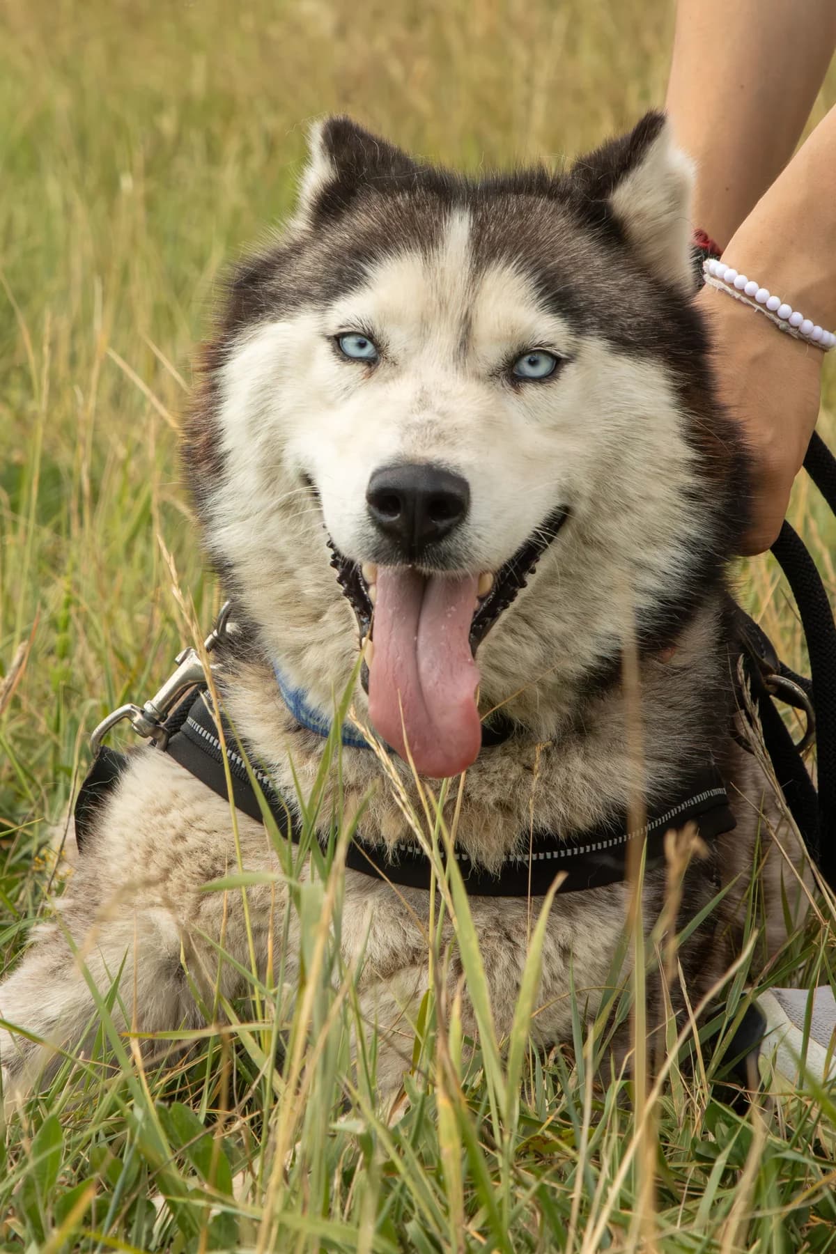 Calypso, female Mixed Breed for adoption at FAPF Hungary