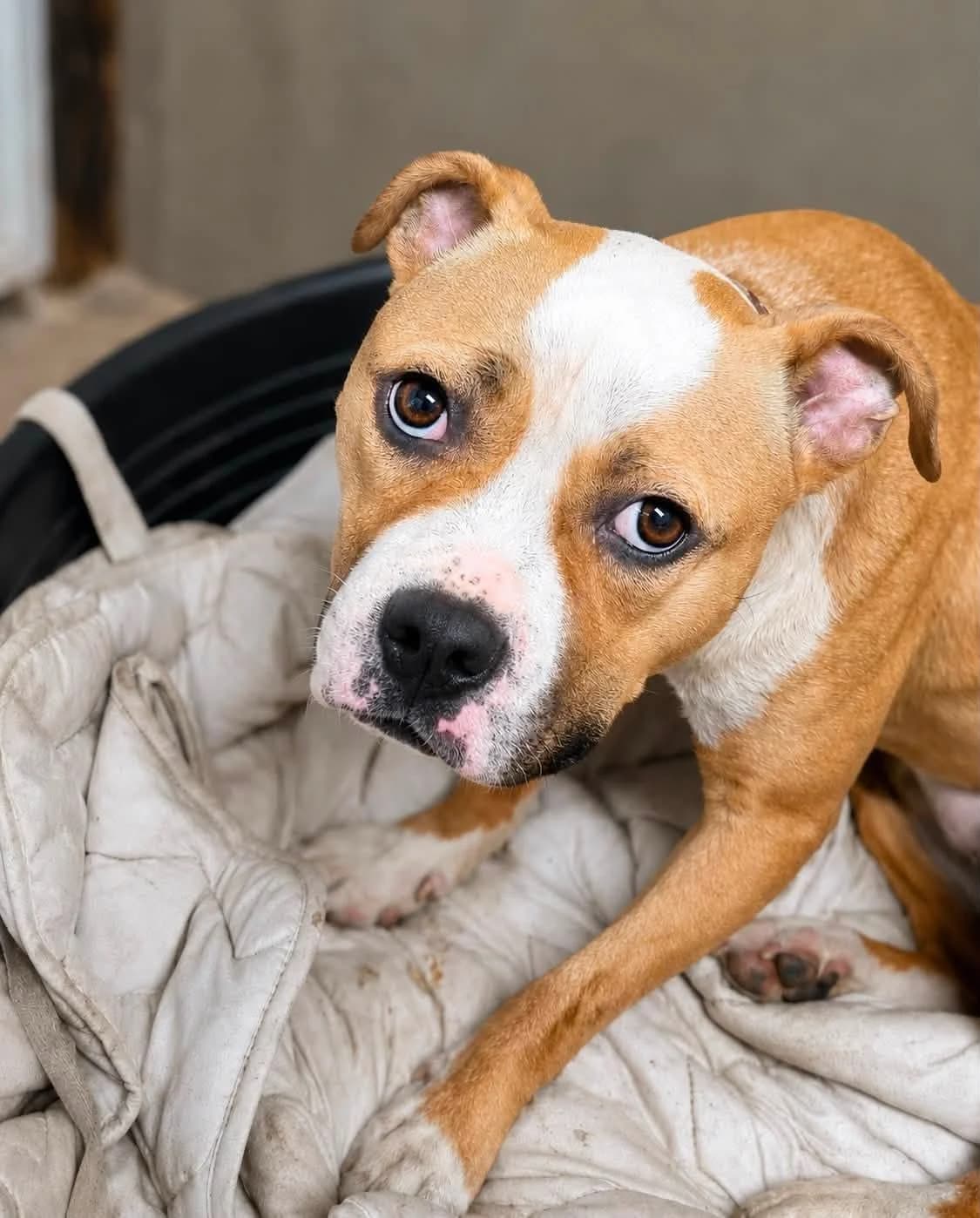 Momo, female Mixed Breed for adoption at FAPF Hungary