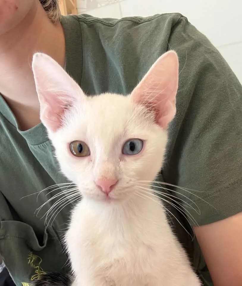 Quartz, female Mixed Breed for adoption at FAPF Hungary
