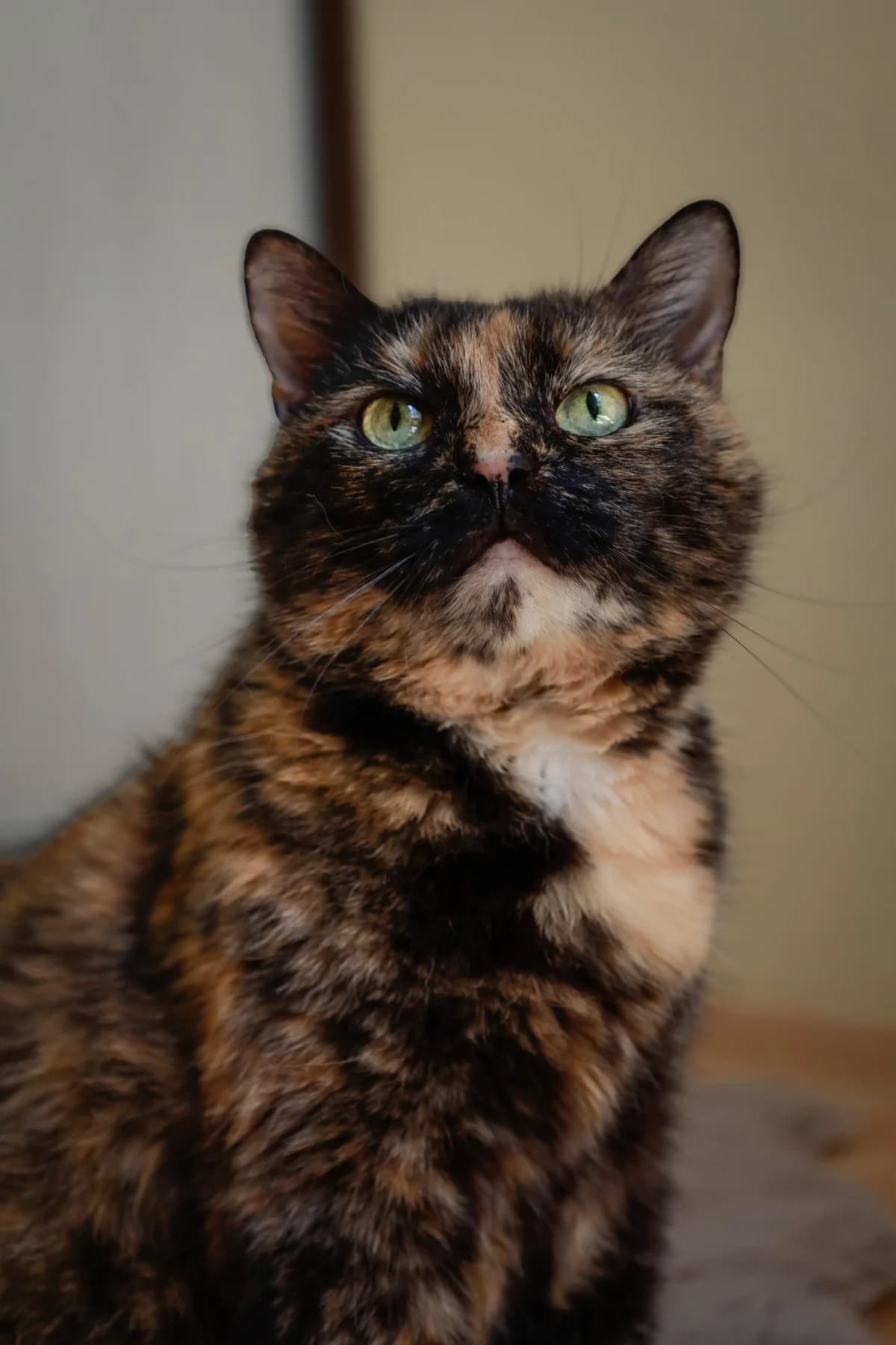 Trilla, female Mixed Breed for adoption at FAPF Hungary
