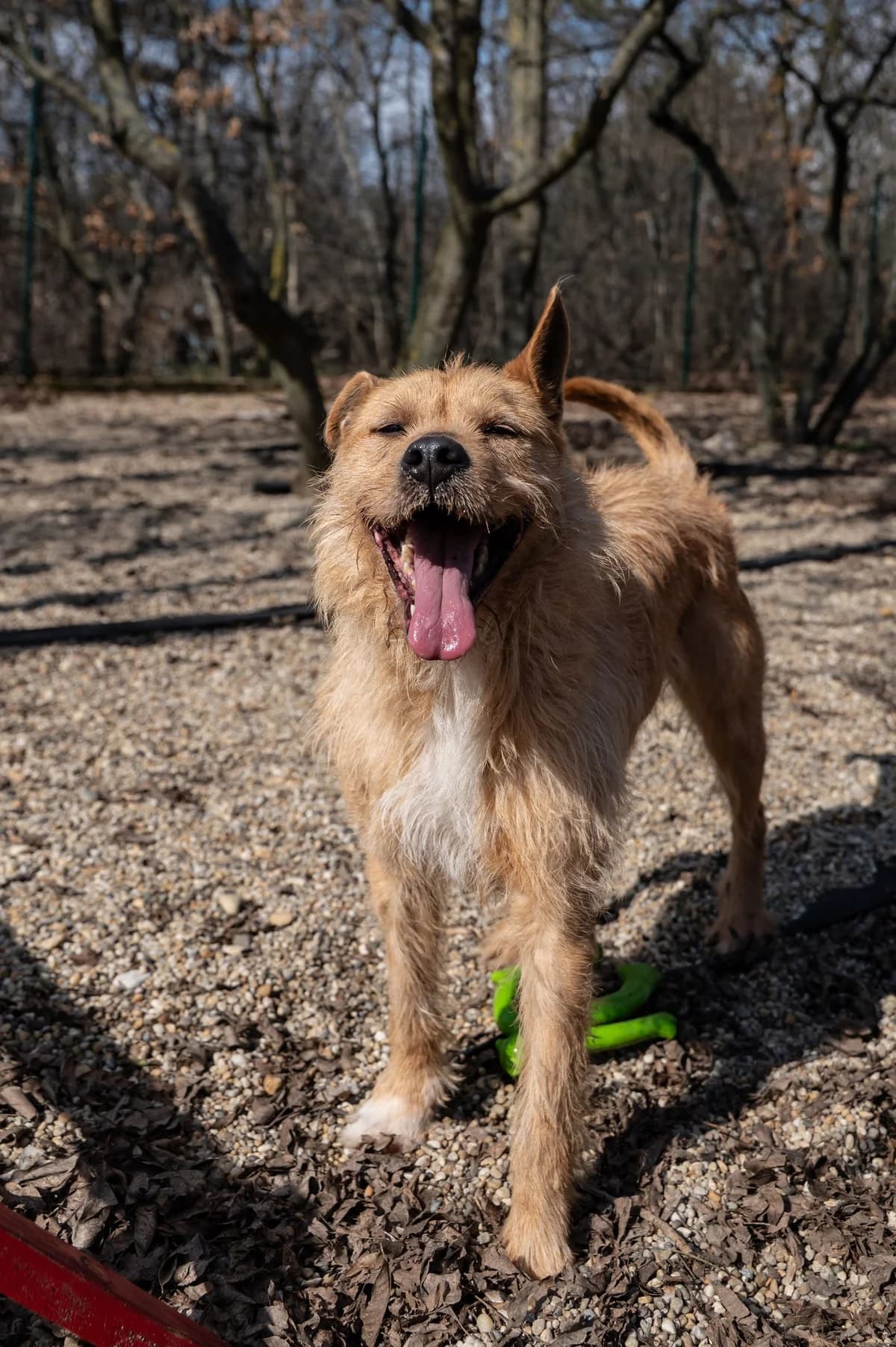 Buksi, male 7yo Mixed Breed for adoption at HEROSZ Herman Ottó Magyar Országos Állat- és Természetvédő Egyesület