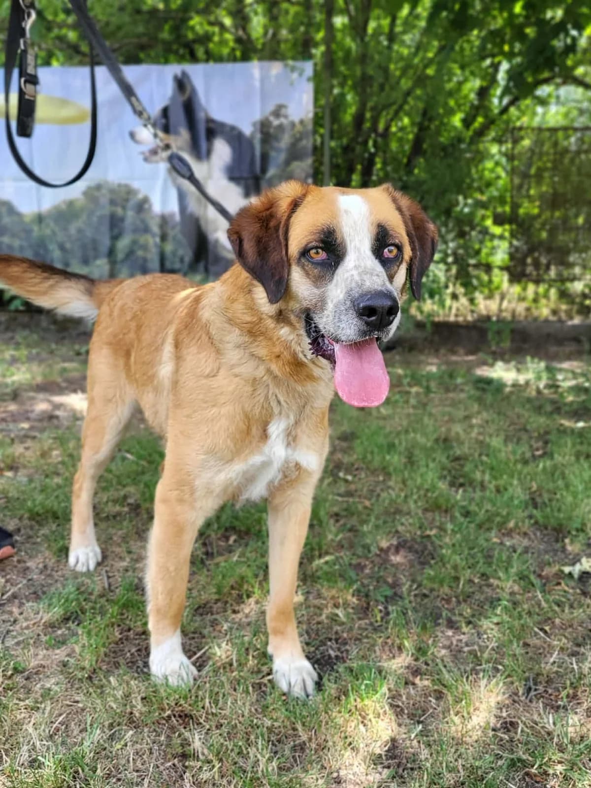 Doki, male 3yo Mixed Breed for adoption at HEROSZ Herman Ottó Magyar Országos Állat- és Természetvédő Egyesület