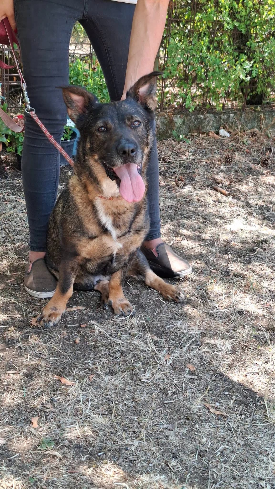 Cseppke, female young Mixed Breed for adoption at HEROSZ Herman Ottó Magyar Országos Állat- és Természetvédő Egyesület