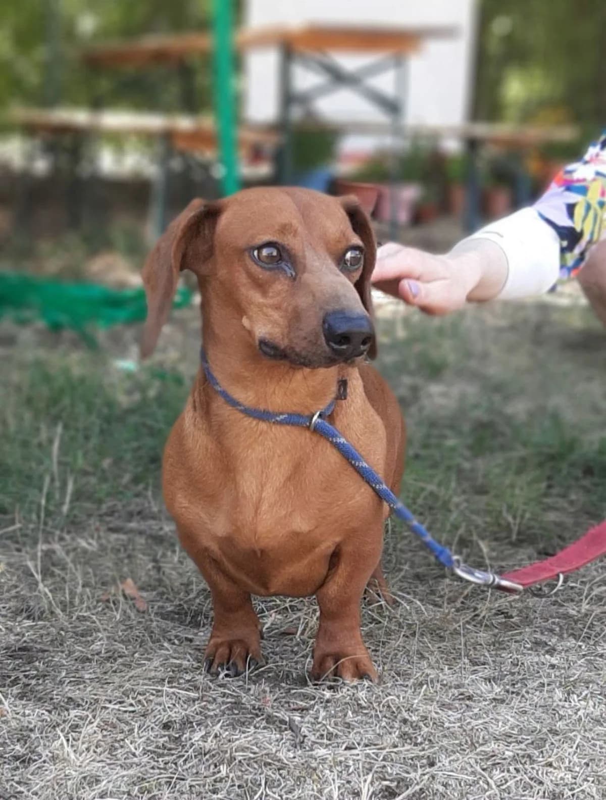 Samu, male 3yo Mixed Breed for adoption at HEROSZ Herman Ottó Magyar Országos Állat- és Természetvédő Egyesület