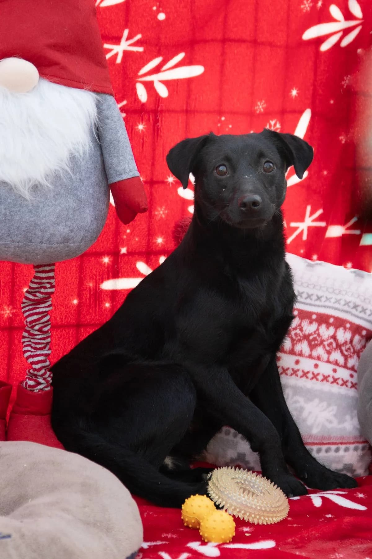 Denver, 3yo Mixed Breed for adoption at Kelebiai Kutyamentő Alapítvány