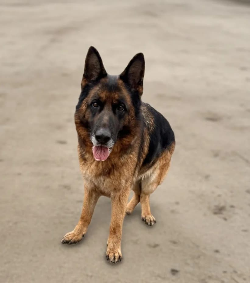Rhanda, female 6yo Mixed Breed for adoption at Kelebiai Kutyamentő Alapítvány