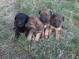 Zoé lányai, puppy Mixed Breed for adoption at Kéz a Mancsért