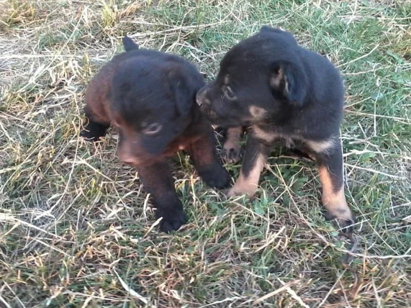 Zoé fiai, puppy Mixed Breed for adoption at Kéz a Mancsért