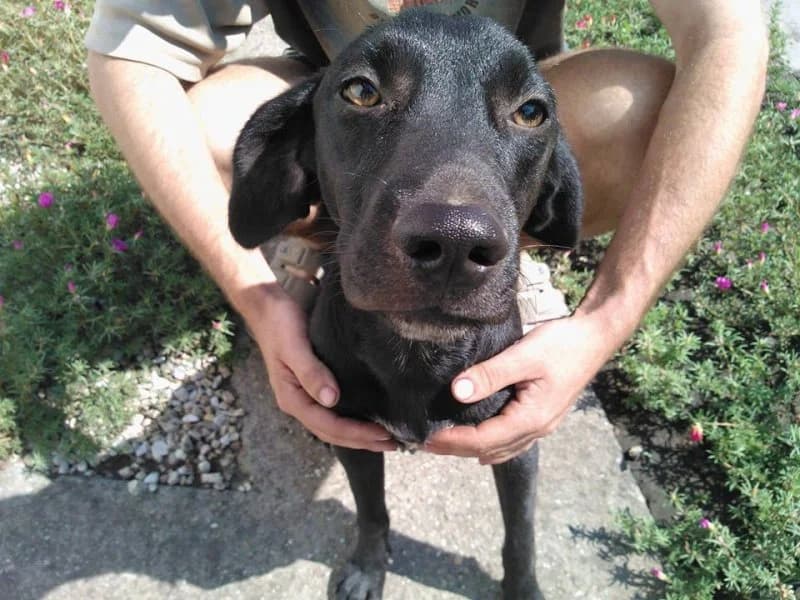 Csokoládé, Mixed Breed for adoption at Kéz a Mancsért
