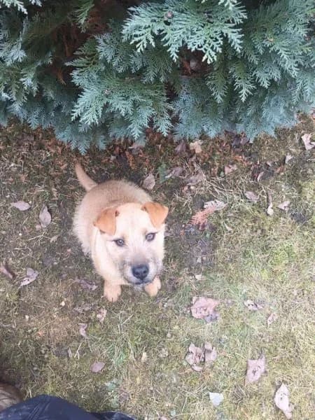 Áfonya, Mixed Breed for adoption at Kéz a Mancsért