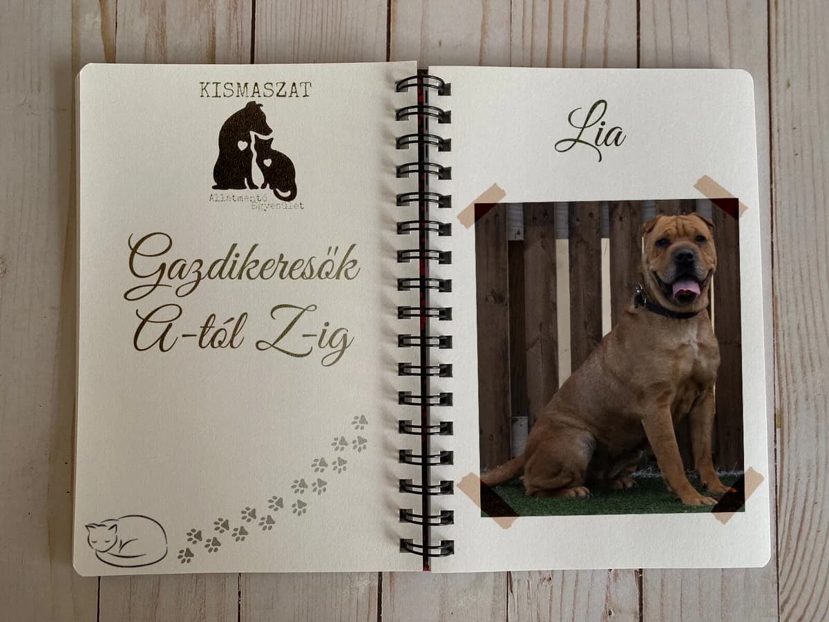 Lia, 6yo Mixed Breed for adoption at Kismaszat Állatmentő Egyesület