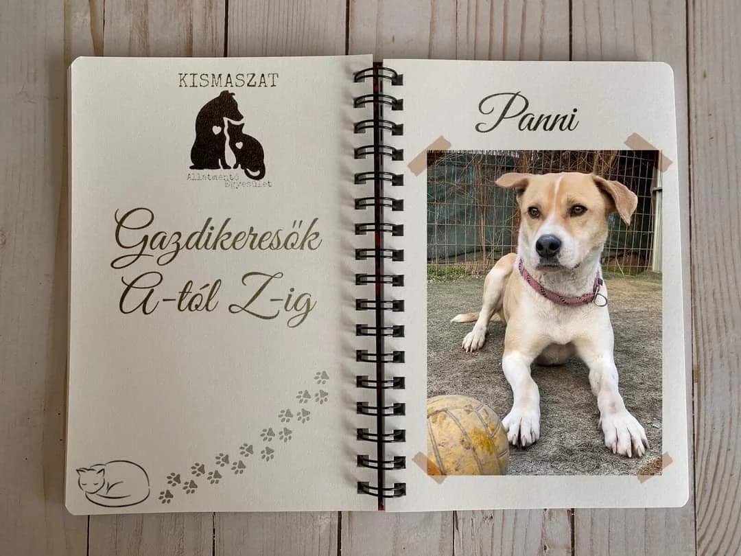 Panni, male 4yo Mixed Breed for adoption at Kismaszat Állatmentő Egyesület