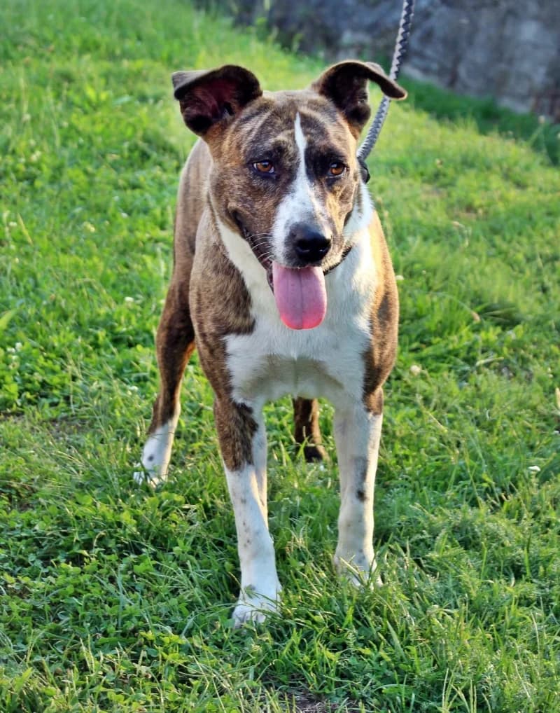 Ninett, female senior Staffordshire Bull Terrier for adoption at Komlói Állatvédő Közhasznú Egyesület
