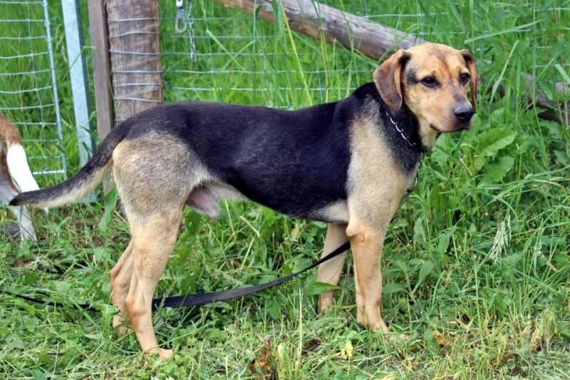 Pöfi, male senior mixed breed for adoption at Komlói Állatvédő Közhasznú Egyesület