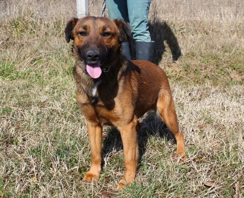 Berkenye, male 7yo mixed breed for adoption at Komlói Állatvédő Közhasznú Egyesület