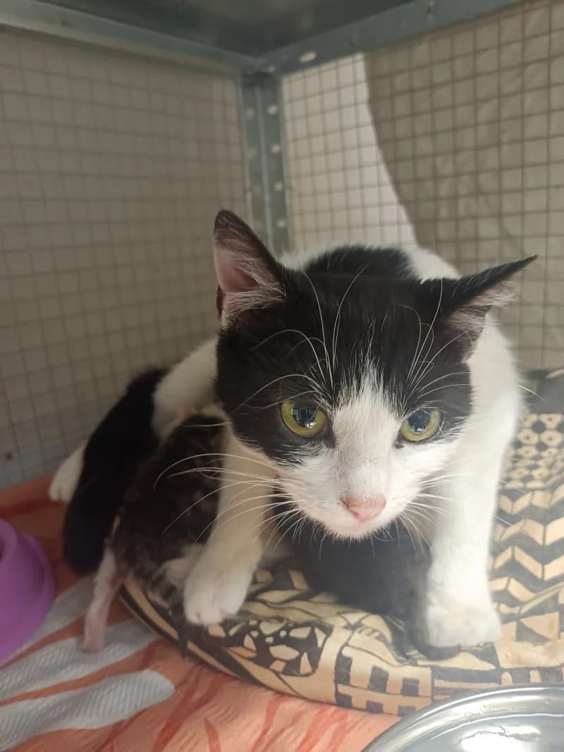 Eszter, female 3yo mixed breed for adoption at Komlói Állatvédő Közhasznú Egyesület