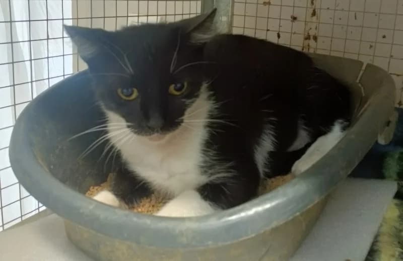 Sába, female 3yo mixed breed for adoption at Komlói Állatvédő Közhasznú Egyesület