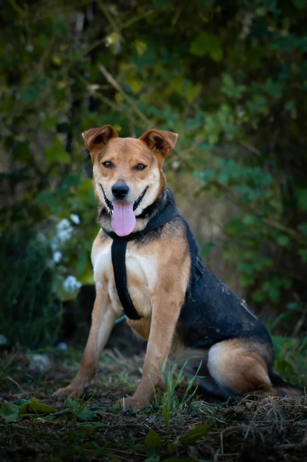 Dáma, female 6yo mixed breed for adoption at Méda az Állatokért Kunhegyes