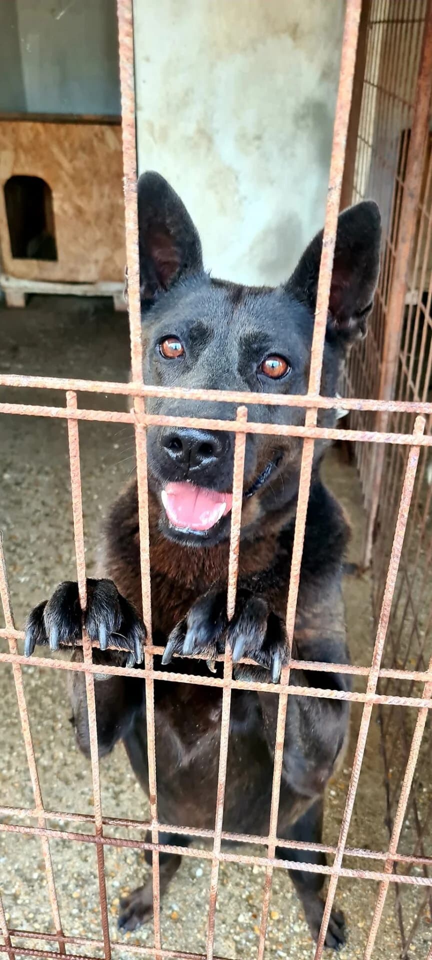 Caribi, fekete female 6yo mixed breed for adoption at Méda az Állatokért Kunhegyes
