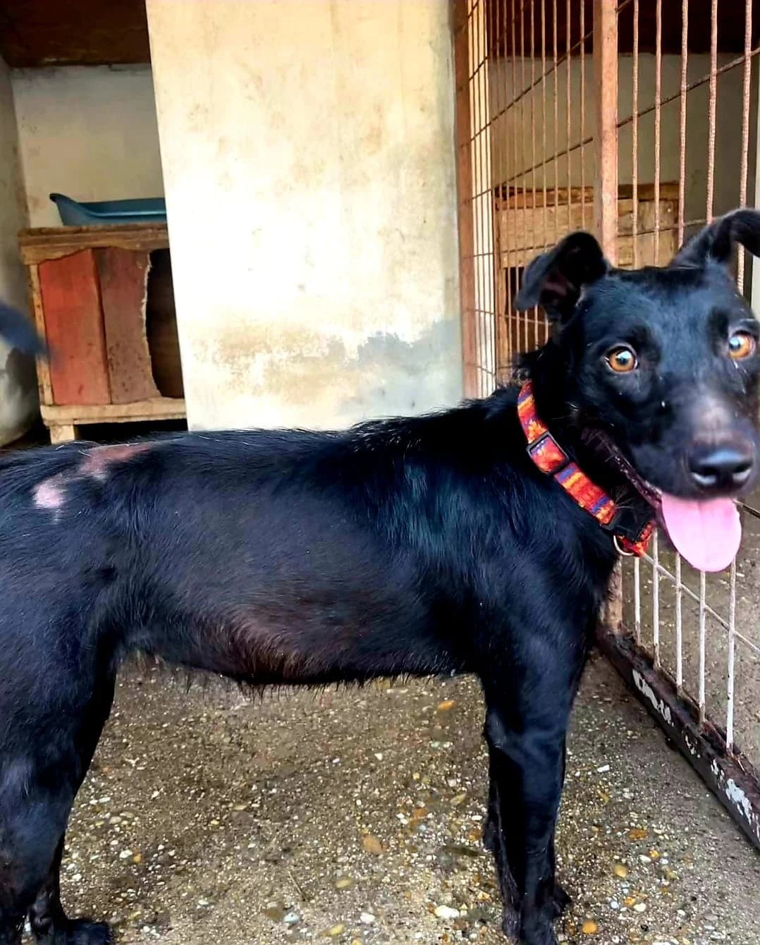 Lilien, fekete female 3yo mixed breed for adoption at Méda az Állatokért Kunhegyes