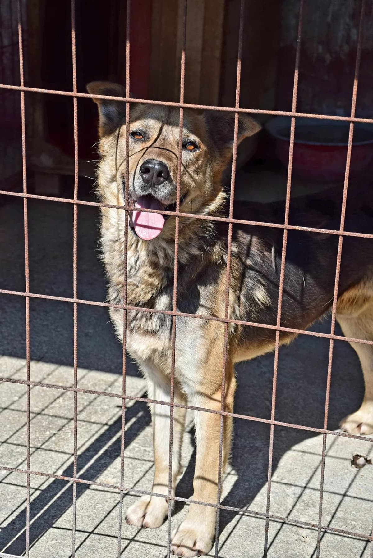 Szilaj, male 4yo mixed breed for adoption at Méda az Állatokért Kunhegyes