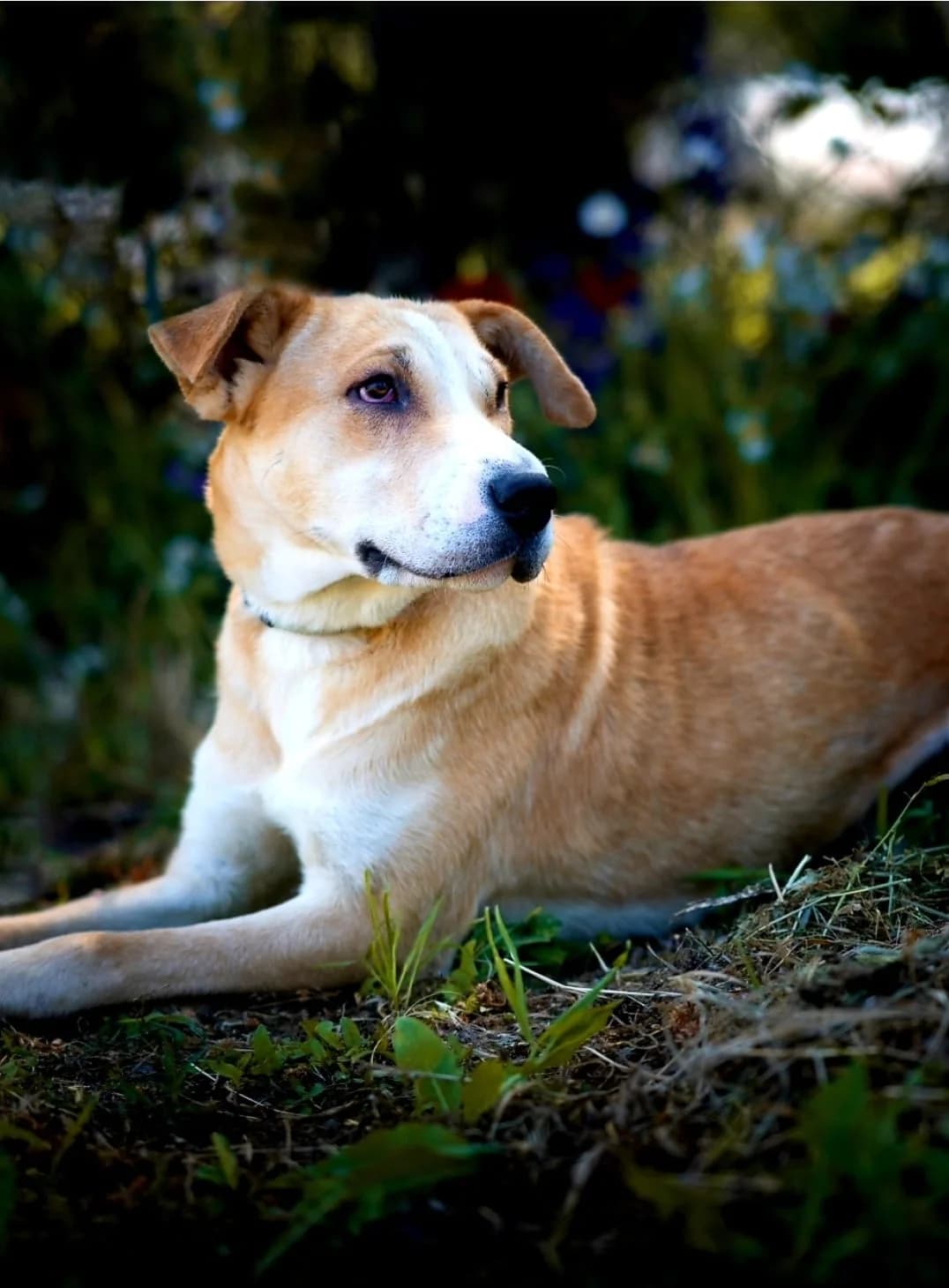 Tóbiás, male 3yo Shar Pei for adoption at Méda az Állatokért Kunhegyes