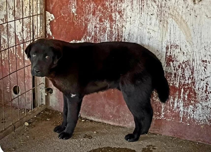 Picasso, fekete male 3yo Shar Pei for adoption at Méda az Állatokért Kunhegyes