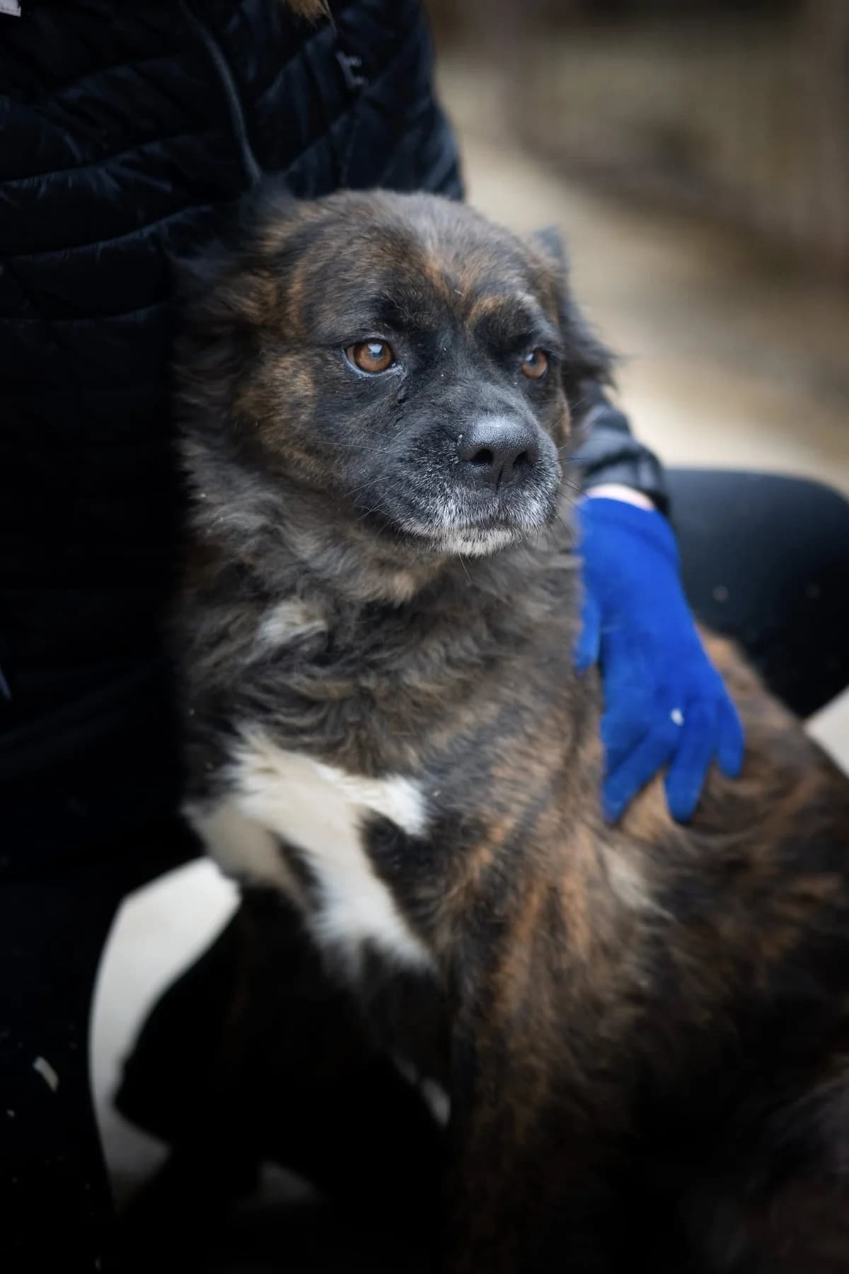 Lenke, female senior Mixed Breed for adoption at Méda az Állatokért Kunhegyes