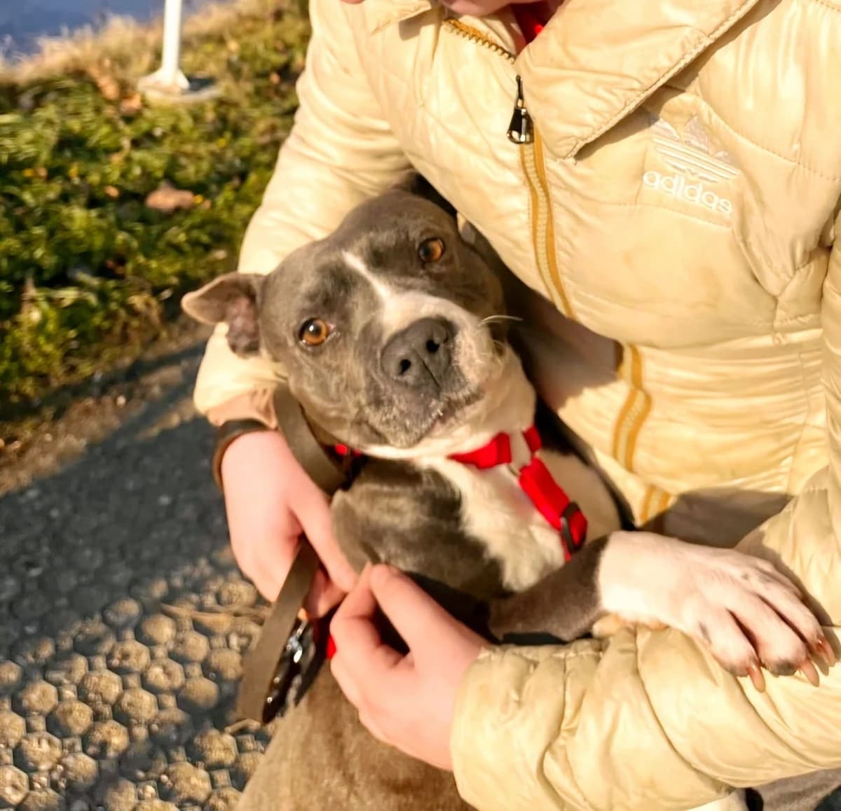 Glória, female 3yo mixed breed for adoption at Méda az Állatokért Kunhegyes
