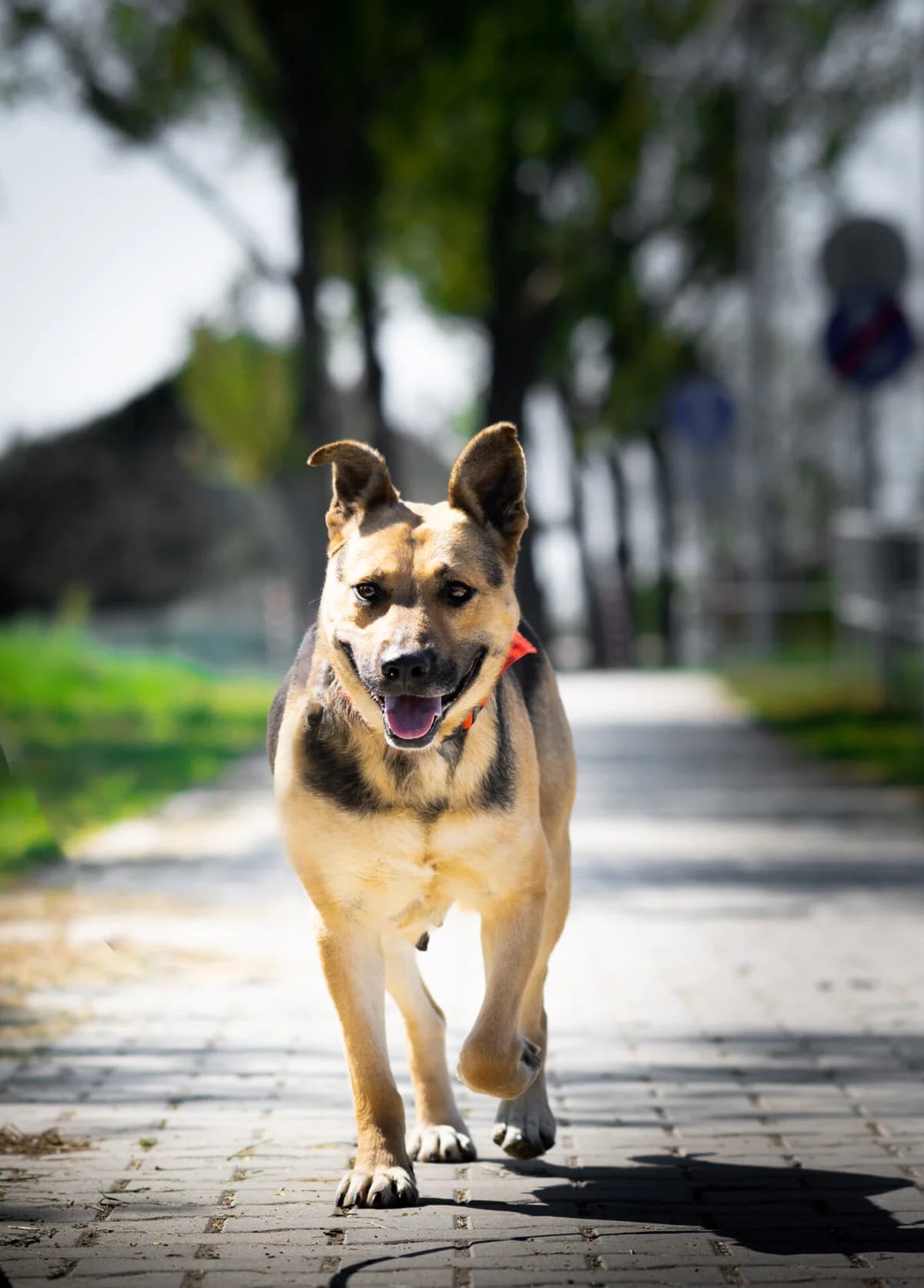 Zena, female mixed breed for adoption at Méda az Állatokért Kunhegyes